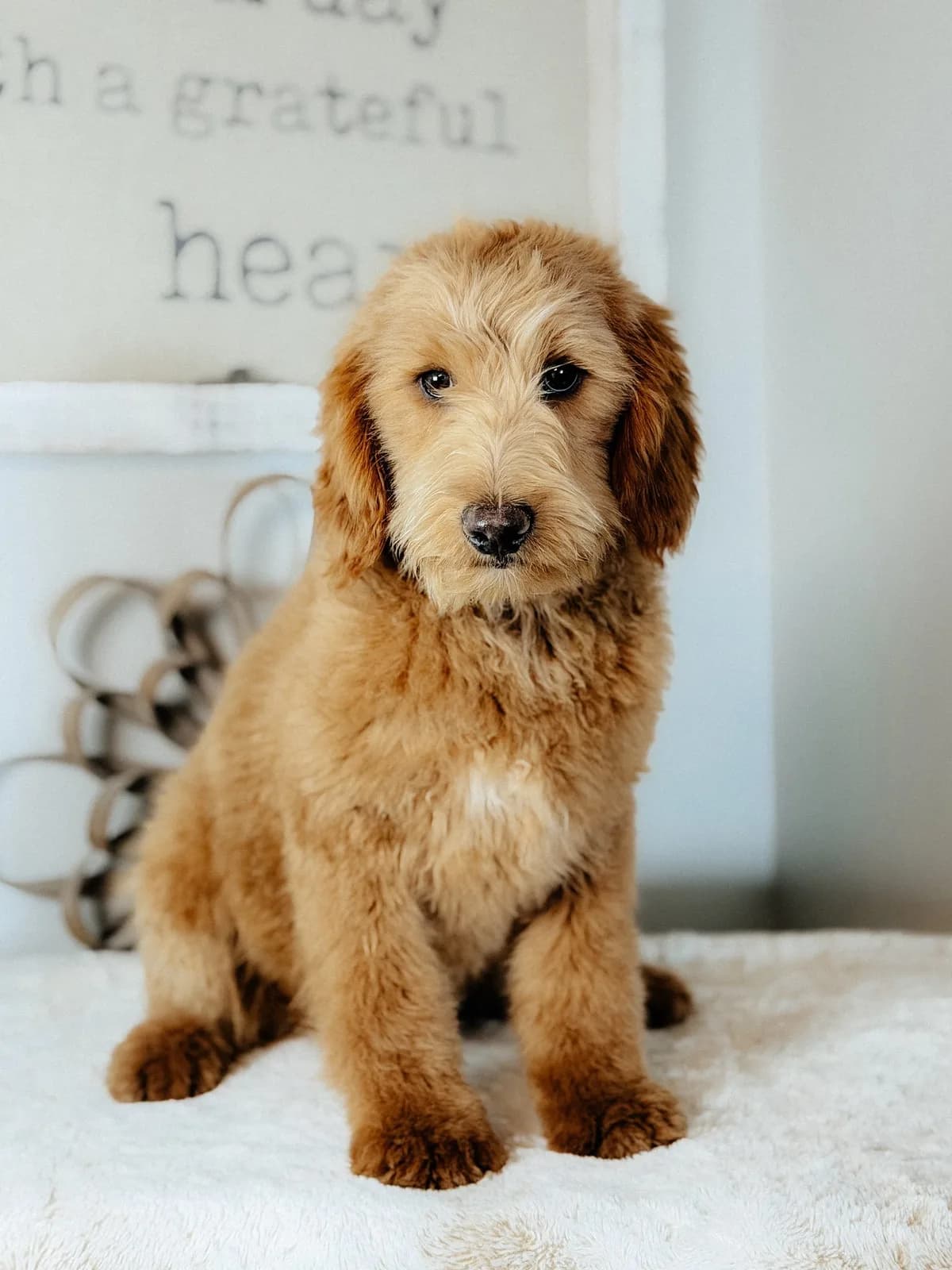 Boise Doodle Co 16