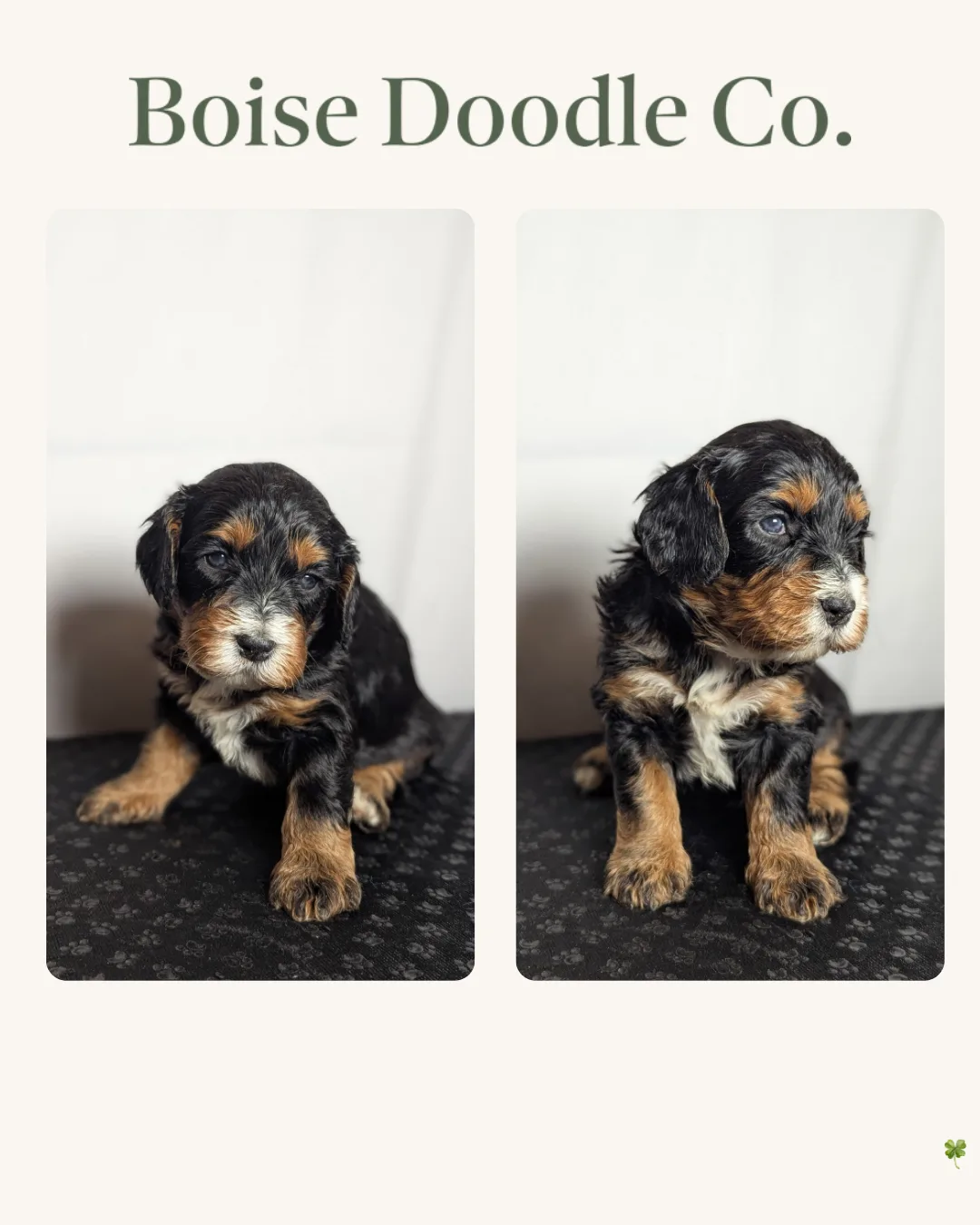 Boise Doodle Co 60