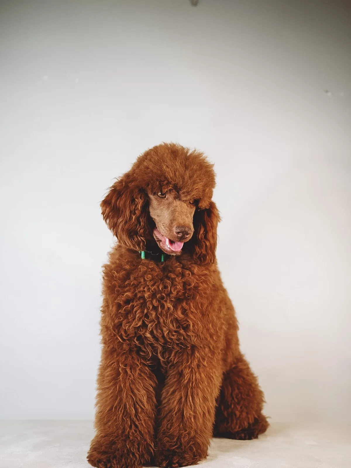 Boise Doodle Co 2