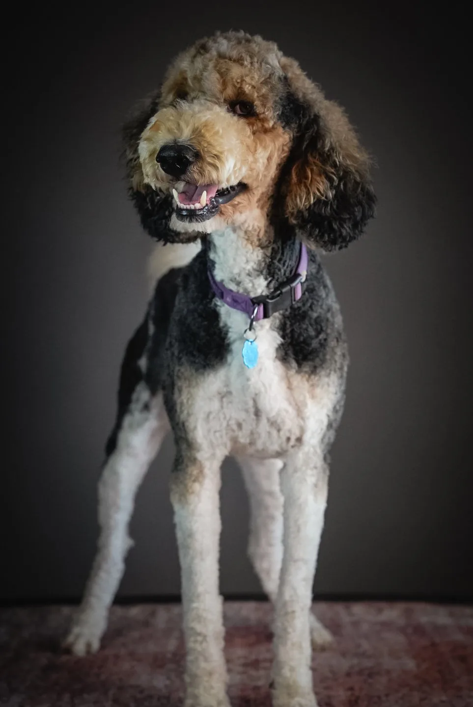 Boise Doodle Co 3