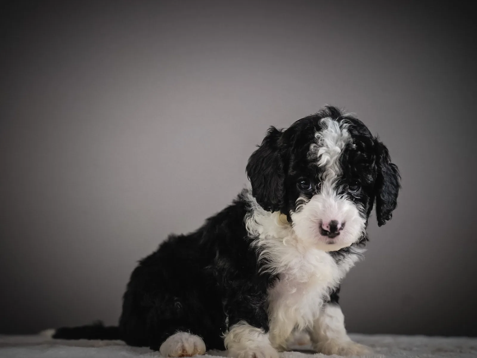 Boise Doodle Co 22