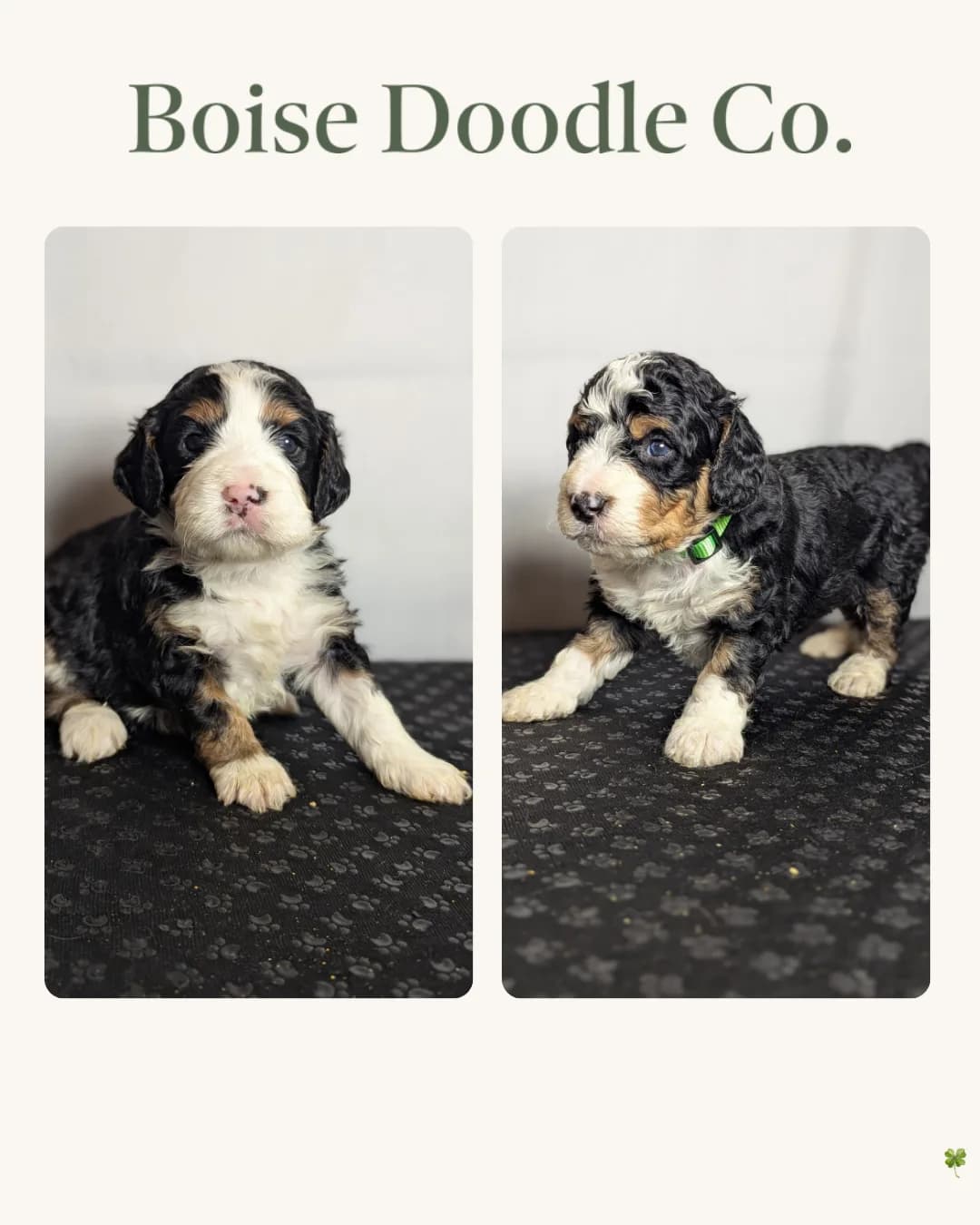 Boise Doodle Co 57