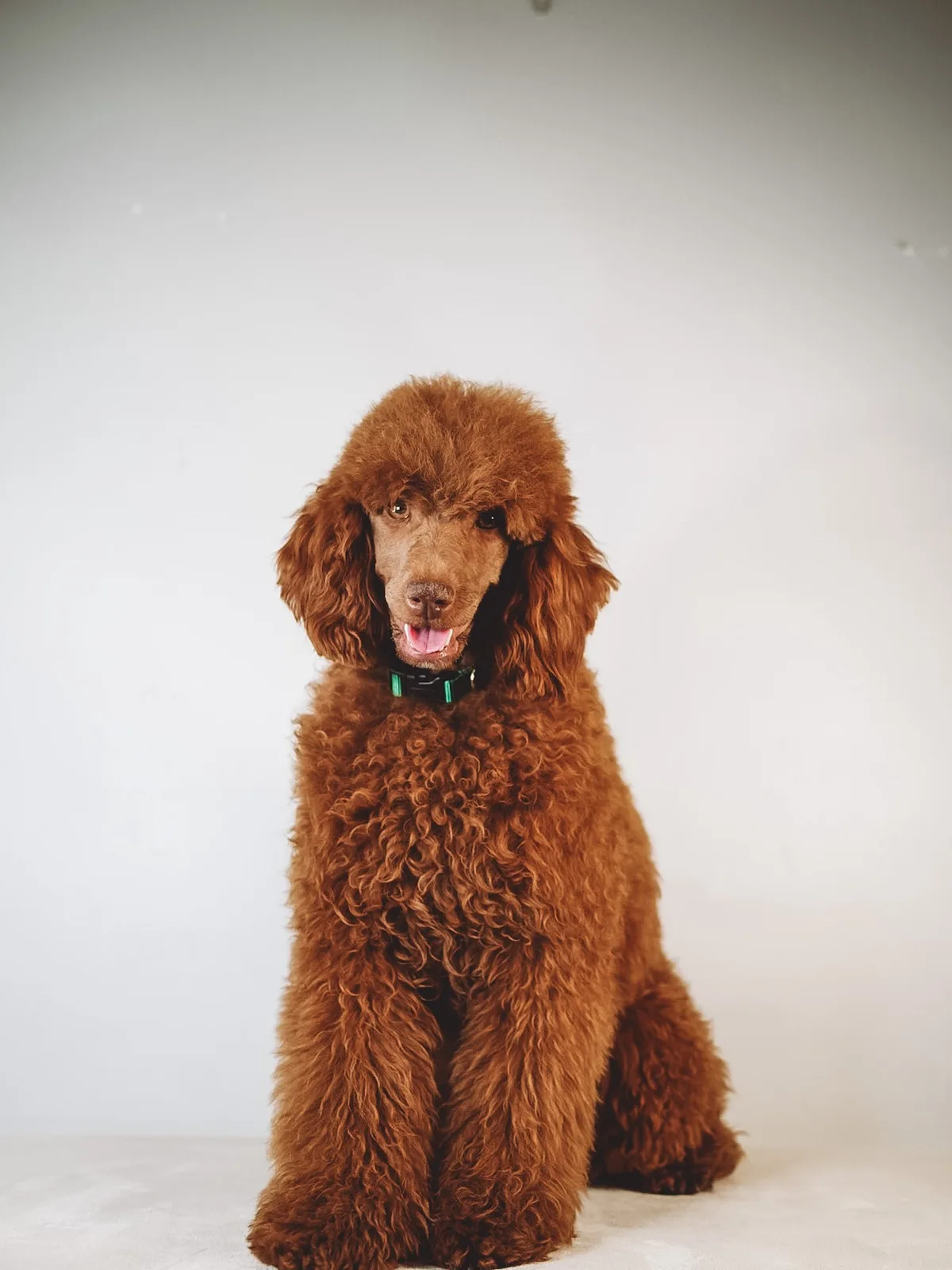 Boise Doodle Co 1