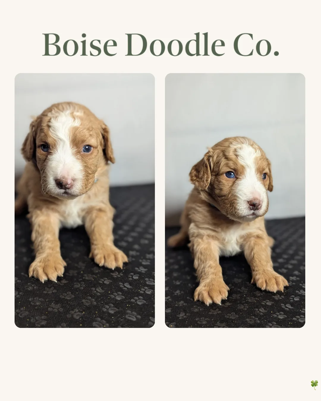 Boise Doodle Co 52
